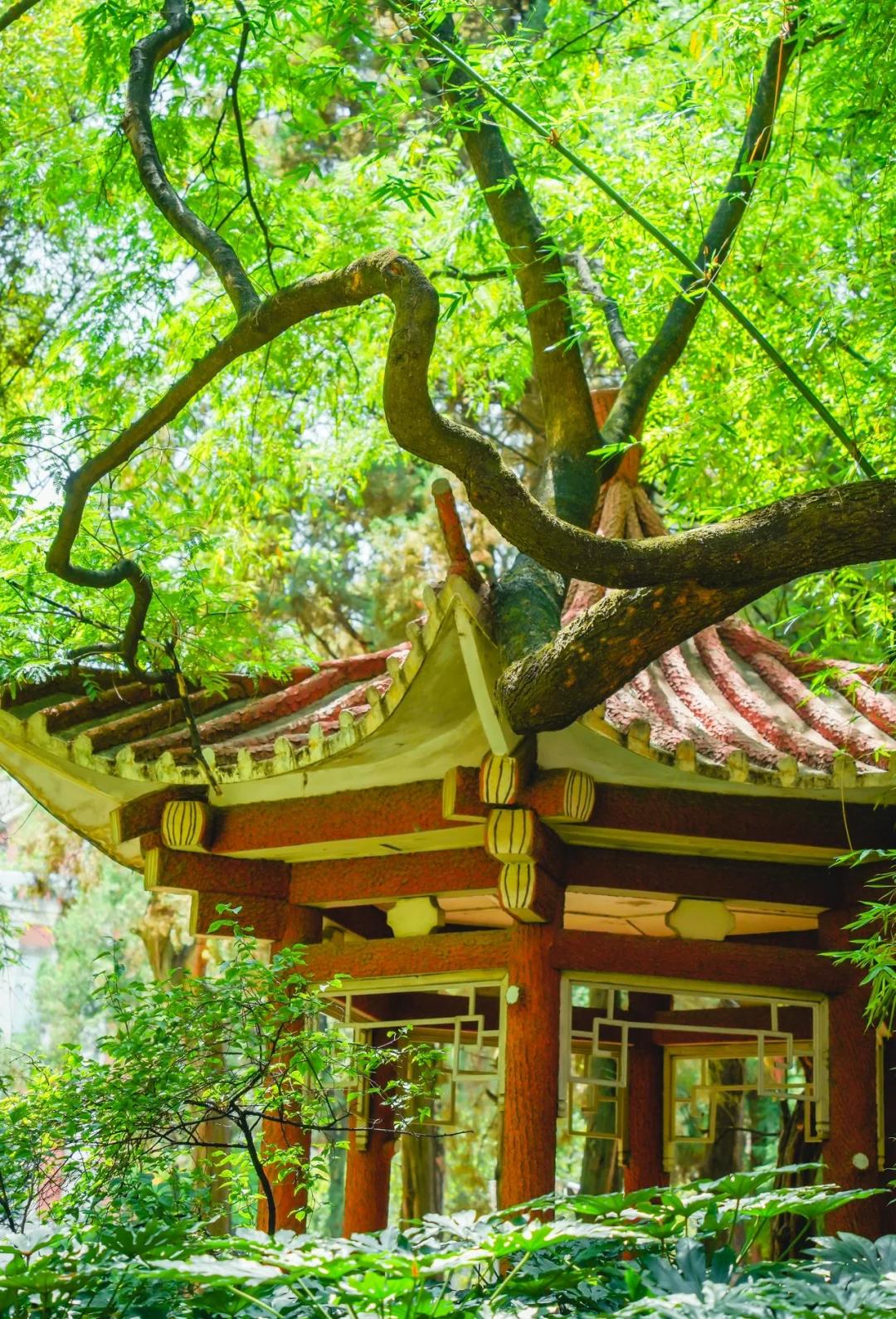 云南大学排名